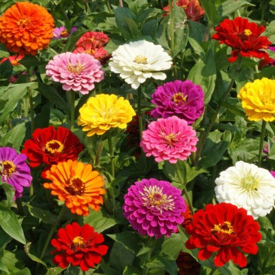 SILTON California Giants Zinnia Seed(40 per packet)