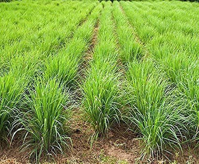 VibeX ® XLR-61 Cymbopogon Flexuosus Lemon Grass Seed(500 per packet)