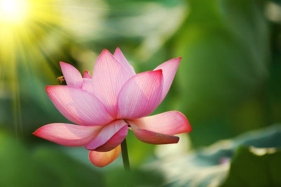 iyurvadik lotus,kamal gatta Seed(11 per packet)