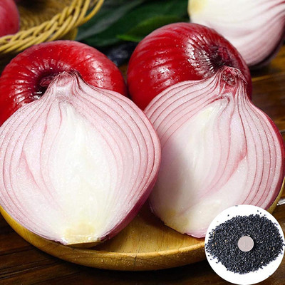 KNESSiN Spicy Red Onion Seed(200 per packet)