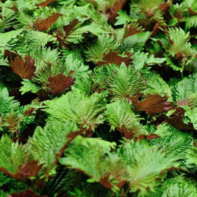 KNESSiN Basil Japanese Perilla Shiso Seed(200 per packet)