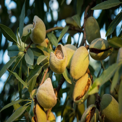 VibeX TLX-92 - Almond/Badam Tree - (30 Seeds) Seed(30 per packet)