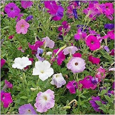Qualtivate XLR-221 Petunia Dwarf Mixed (Multi) Non-Open, Open Pollinated Seeds Seed(50 per packet)