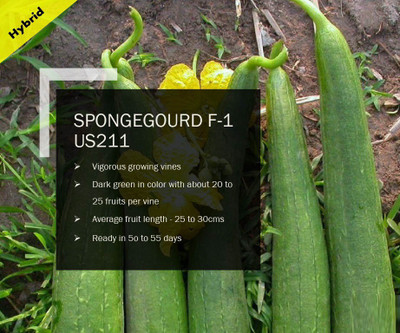 VibeX SPONGEGOURD F-1 PUAS-211 SEEDS(100 Seeds) Seed(100 per packet)