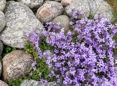 Greenfall Sweet Alyssum Flower Seed(80 per packet)