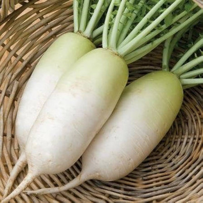 LIFELEX Radish Seeds / Mooli Seeds / Mula Vegetable Plant Seed(31 per packet)
