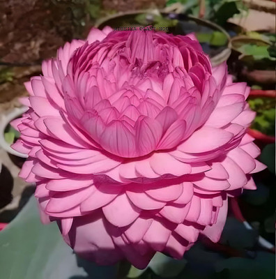 DIVINE ®EF- Mixed Color and Hybrid Flower Seeds -0A110 Seed(55 per packet)