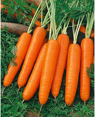 VibeX PUAS-43 - Scarlet Nantes Coreless Carrot - (2250 Seeds) Seed(2250 per packet)