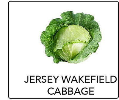 CYBEXIS Jersey Wakefield Cabbage1000 Seeds Seed(1000 per packet)