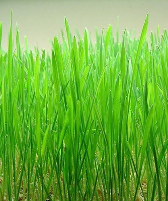 Qualtivate VVI-103 Cat Grass Hard Red Winter Wheat Seed(2000 per packet)