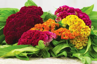 UGRA Cockscomb mixed Flower Seed(25 per packet)