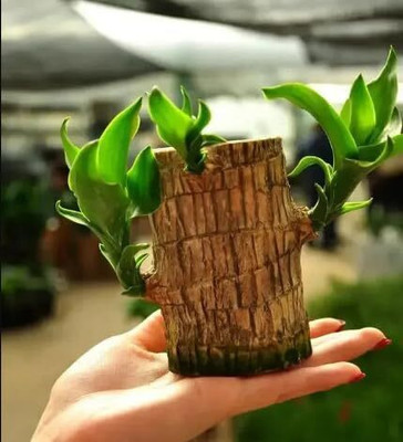 JERITO Go Green Original Brazilian Lucky Bamboo Live Plant, Good Luck Plant Seed (1 Seed(1 per packet)