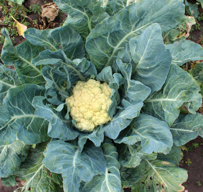 AmbeStore white cauliflower,gobhee seeds Seed(14 per packet)