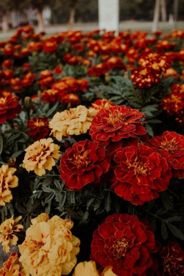 fixeded FL-113-F1-HYBRID-DWARF-MARIGOLD Seed(40 per packet)
