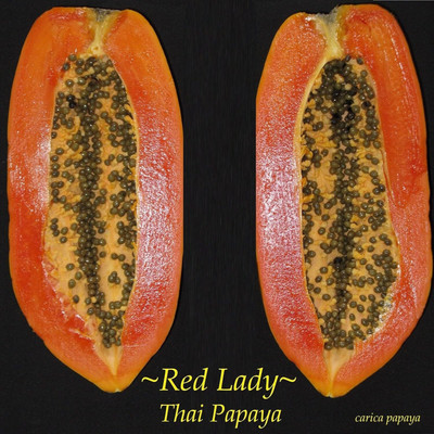 ActrovaX PAPAYA short tree RED YUMMY FLESH imported Fresh [20gm Seeds] Seed(20 g)