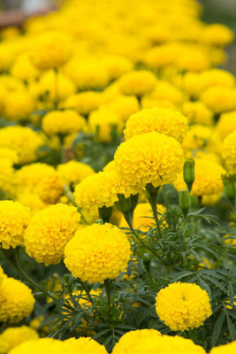 AtoZprintshop marigold/gende ka phool flower seeds Seed(50 per packet)