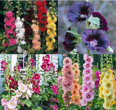 SEMINA VITA ™ hollyhock seeds for home gardens Seed(41 per packet)