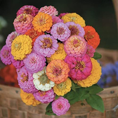 CYBEXIS Rare Pom Pom Pompon Zinnia Seed(1 g)