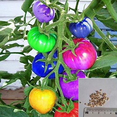 WILLVINE Rainbow Dwarf Tomato Fruit [10g, 3000 Seeds] Seed(3000 per packet)
