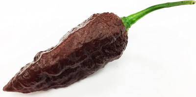 Biosnyg Organic Big Black Mama Pepper Seeds For Kitchen Gardening-(2000 Seeds) Seed(2000 per packet)