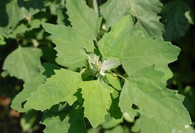 ITTUMM Bathua Seeds / Chenopodium Seed(500 per packet)