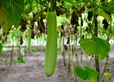 UGRA Bottle Gourad Seeds Seed(150 per packet)