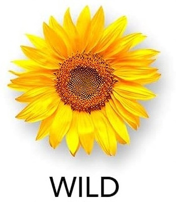 Qualtivate RES-6A Wild Sunflower Seeds Seed(200 per packet)