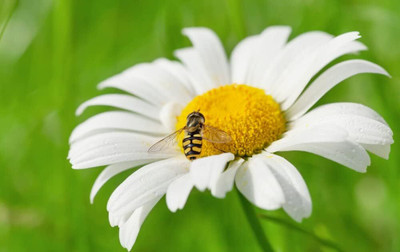 Qualtivate GBPUT-275 Giant Ornamental Meadow Chamomile Seed(250 per packet)