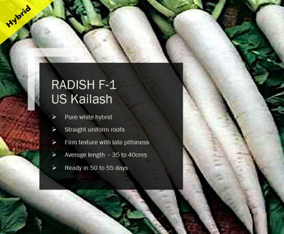 CYBEXIS RADISH Seed(2500 per packet)