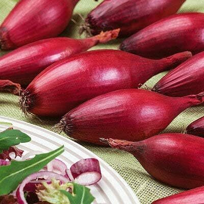 WILLVINE VNR -I Shallot Onion Bunching Red [50g] Seed(30000 per packet)