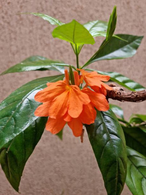 seedkart kanakambaram-firecracker-crossandra Seed(37 per packet)