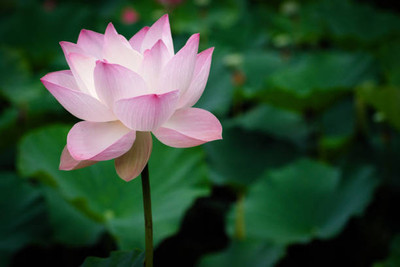 SAFRONI lotus,kamal gatta Seed(11 per packet)