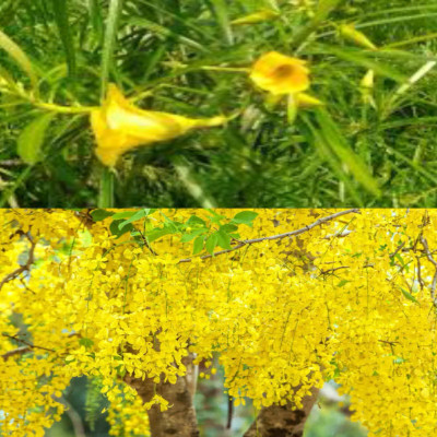 Garden Basket Hubb Kaner & Amaltas Seeds – High-Quality Medicinal & Ornamental Seeds 55pcs each Seed(110 per packet)