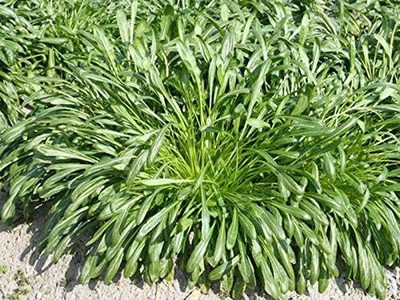 WILLVINE PUAS -VI Mibuna Cabbage - Japanese Cabbage [1g] Seed(300 per packet)