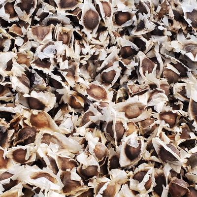 VibeX HUA-65 - Tree of Life - The Moringa Tree - (150 Seeds) Seed(150 per packet)