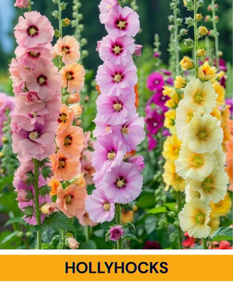 SEMINA VITA ™ holihok seeds flower Seeds Seed(42 per packet)