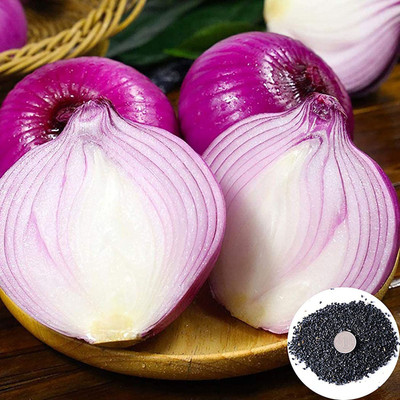 CYBEXIS High Yield Purple Red Onion Seeds2000 Seeds Seed(2000 per packet)