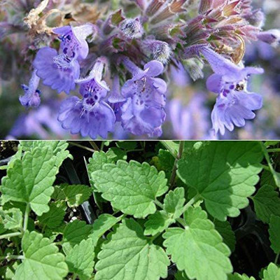 VibeX HUA-99 - Cat Mint Catwort Catswort Catnip - (13500 Seeds) Seed(13500 per packet)