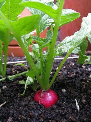 CYBEXIS F1 Hybrid CHERRY BELLE Radish Seeds2400 Seeds Seed(2400 per packet)