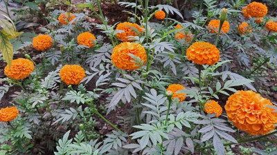 JimLax marigold/gende ka phool flower seeds Seed(25 per packet)