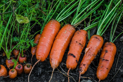 BISWAS Yellow Carrot/Gajar Vegetables Seed(610 per packet)