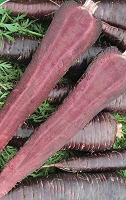 CYBEXIS High Yield Seeds of Vegetable Carrot Purple Sun2000 Seeds Seed(2000 per packet)