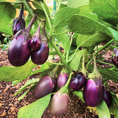 Biosnyg Heirloom Small Baby Round Brinjal Ratna Eggplants ( Seeds) Seed(2000 per packet)