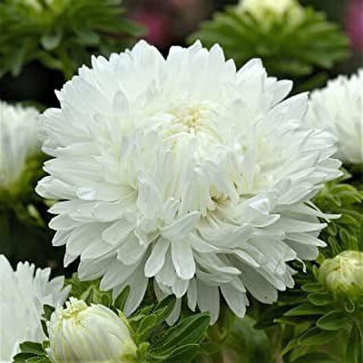 MAA Aster Princess Seed(85 per packet)