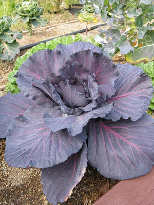 WILLVINE PAU -V RED Cabbage Imported [2.5g] Seed(750 per packet)
