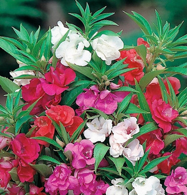 Cloud Farm Garden Balsam Dwarf Flowers Blend Seed(50 per packet)