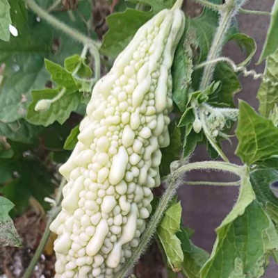 SREE Bitter Gourd Seeds, BG17 Organic Seed For Gardening /Farming, Karola Hybird Seed(17 per packet)