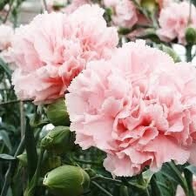 Epazo Carnation Mixed Flower Seed(10 per packet)