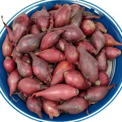 Qualtivate PUAS-8A Red Onion Seeds Seed(500 per packet)