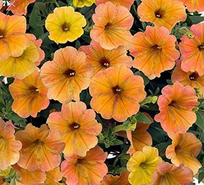Lorvox Petunia Hanging Flower Seeds Dwarf Seed(140 per packet)